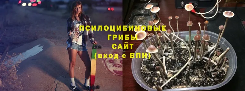 купить  сайты  Буй  Псилоцибиновые грибы MAGIC MUSHROOMS 